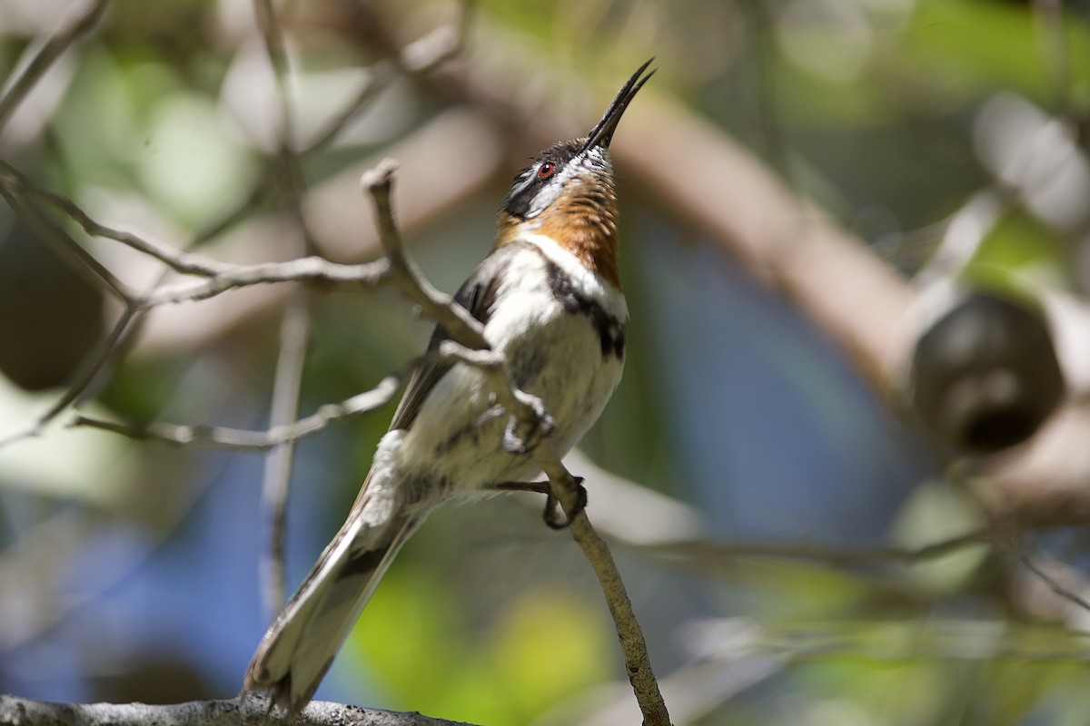Western Spinebill - ML646029690