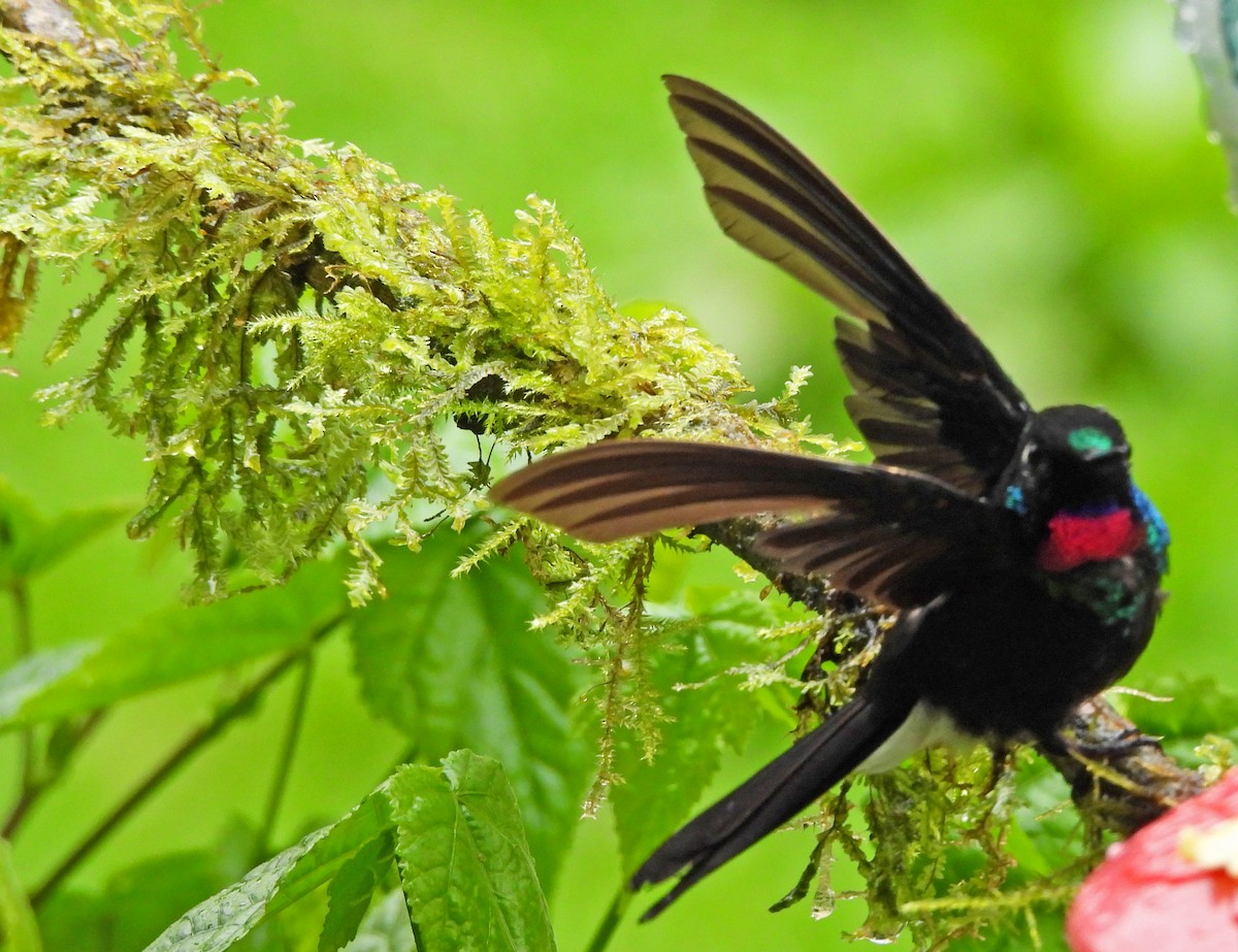 Tourmaline Sunangel - ML646029694