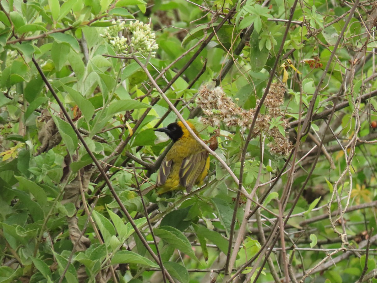 Slender-billed Weaver - ML646029697