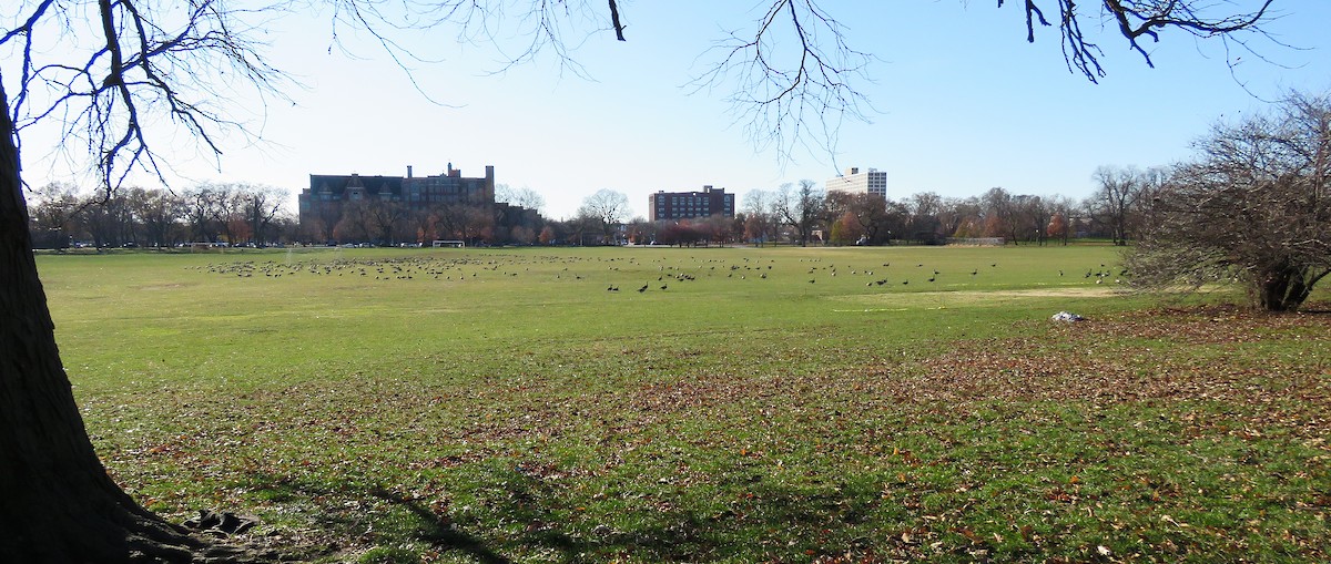 Kanadagans - ML646029700