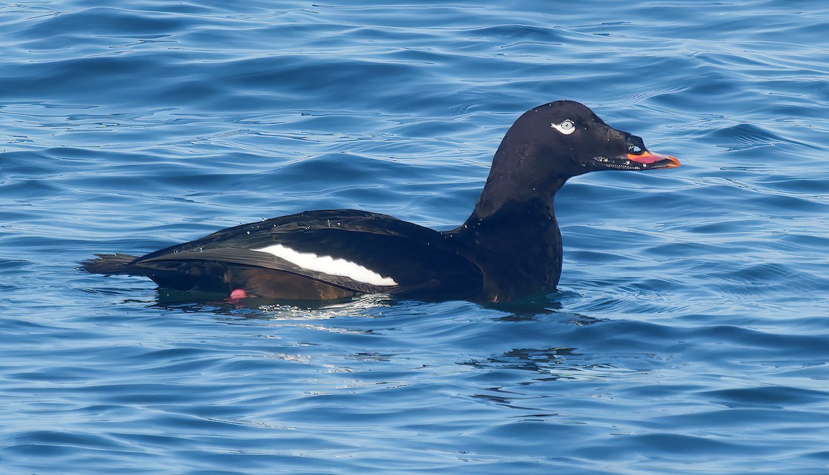 Höckersamtente - ML646029703