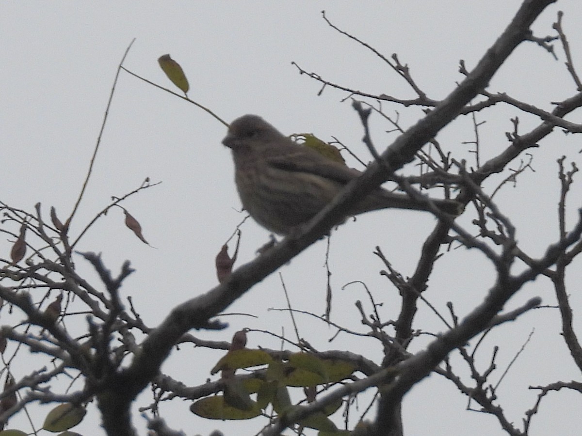 Hausgimpel - ML646029704