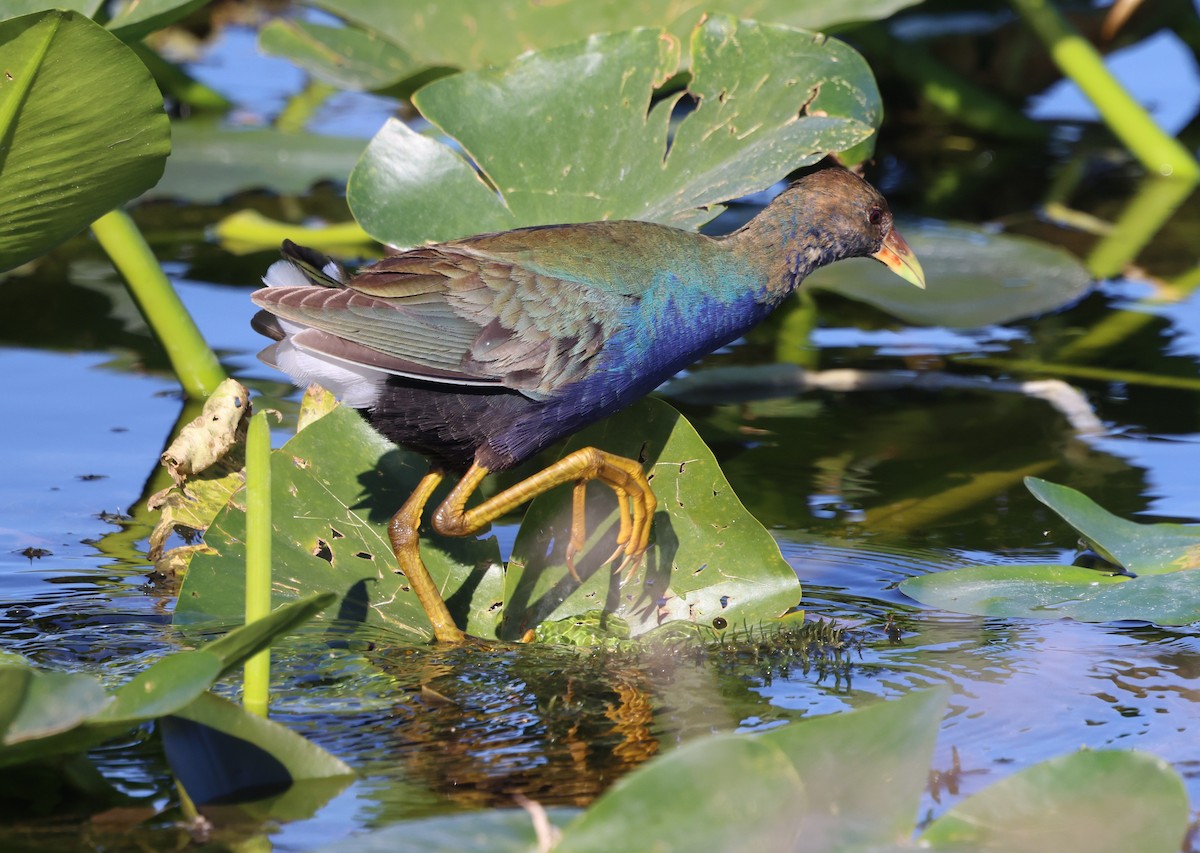 Zwergsultanshuhn - ML646029705