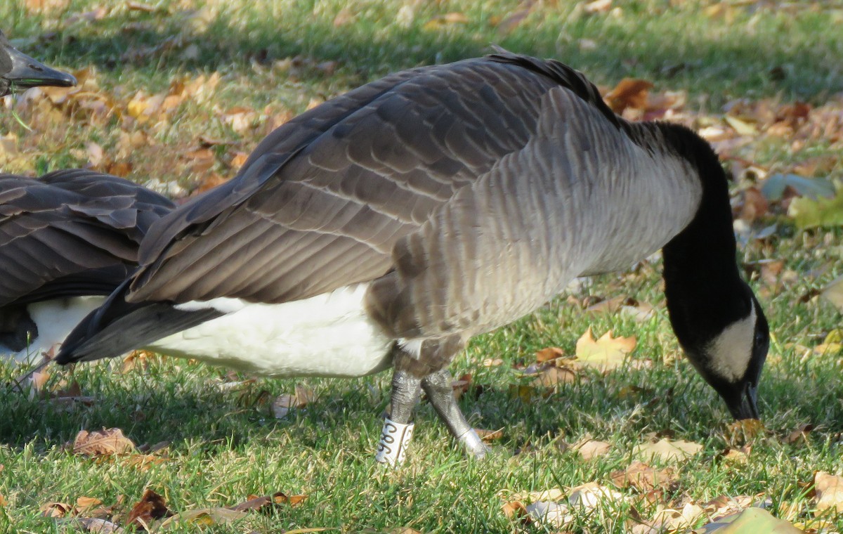 Kanadagans - ML646029707