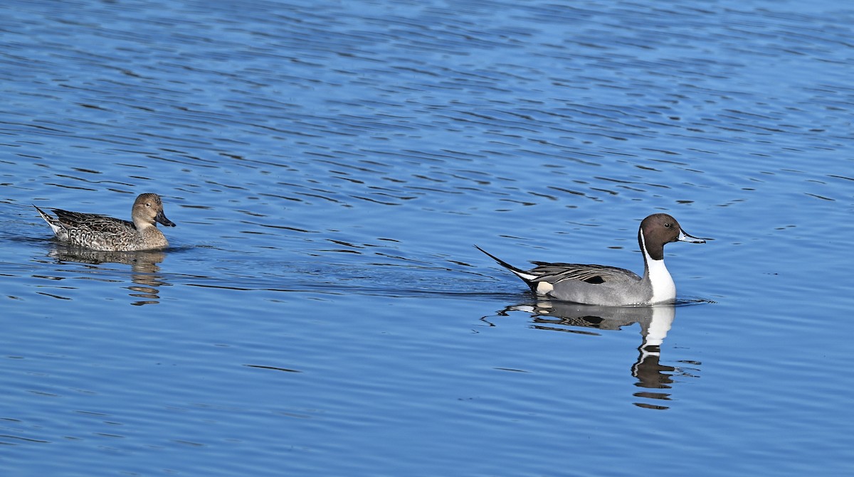 Spießente - ML646029708