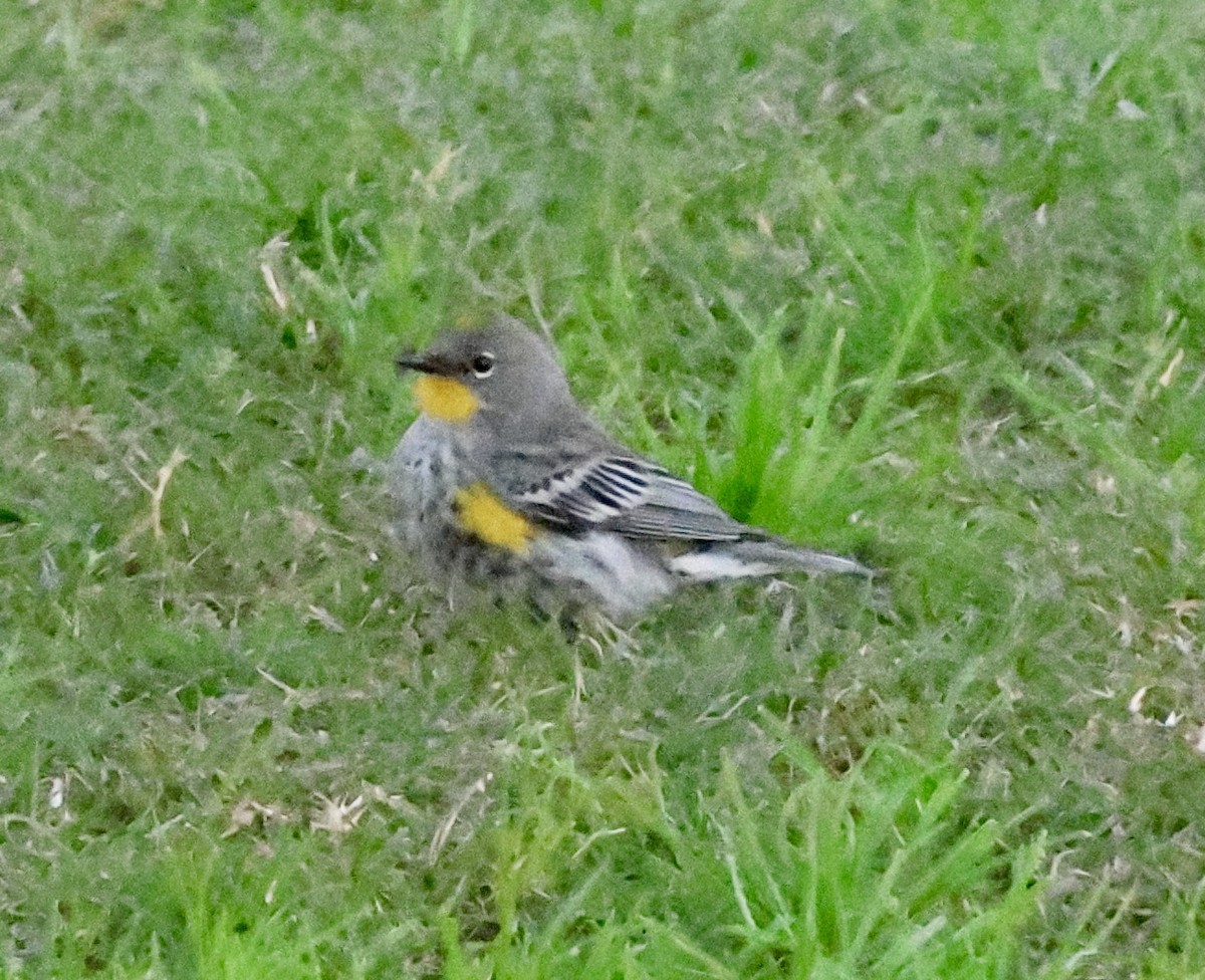 Kronenwaldsänger - ML646029710