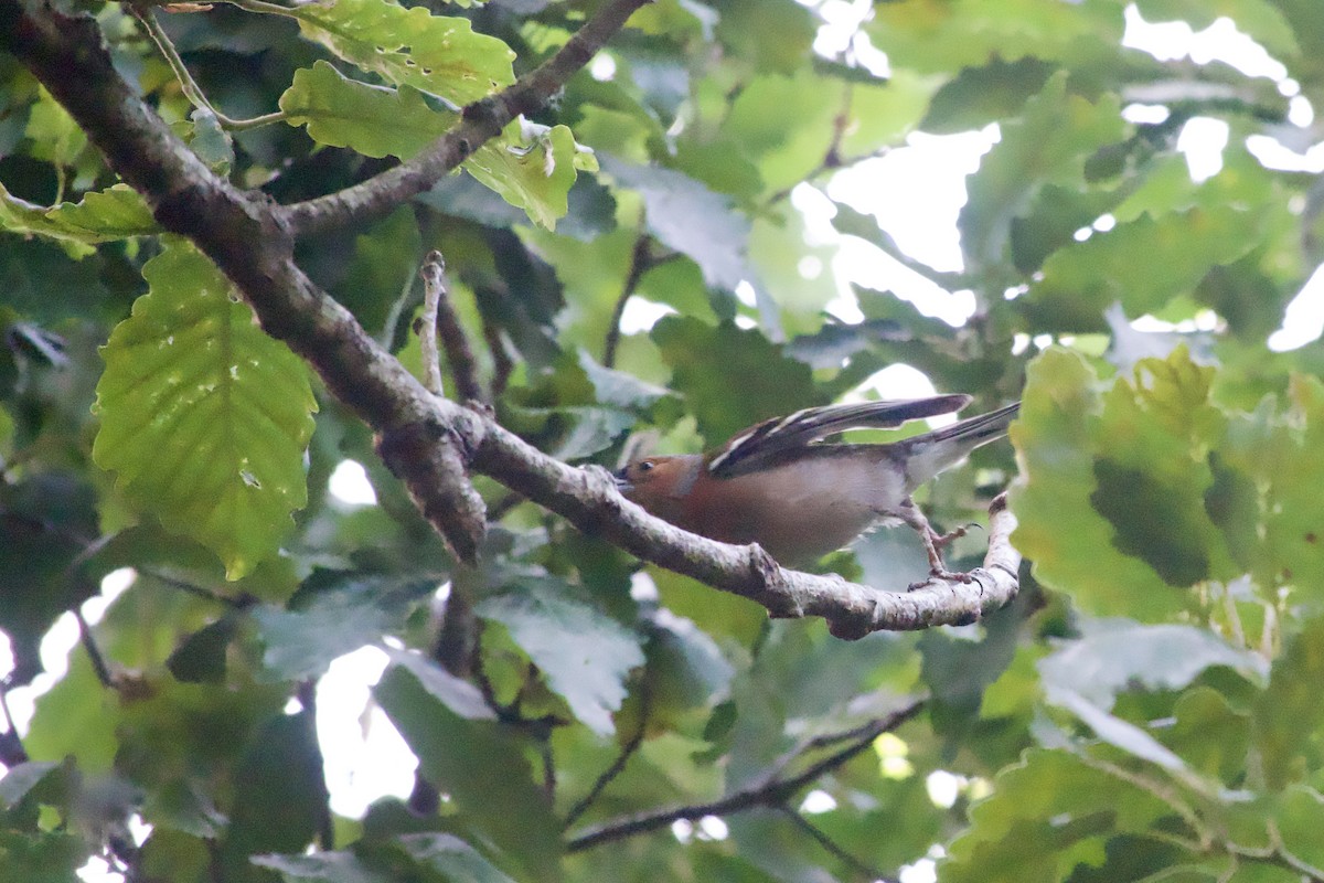 Buchfink - ML646029711