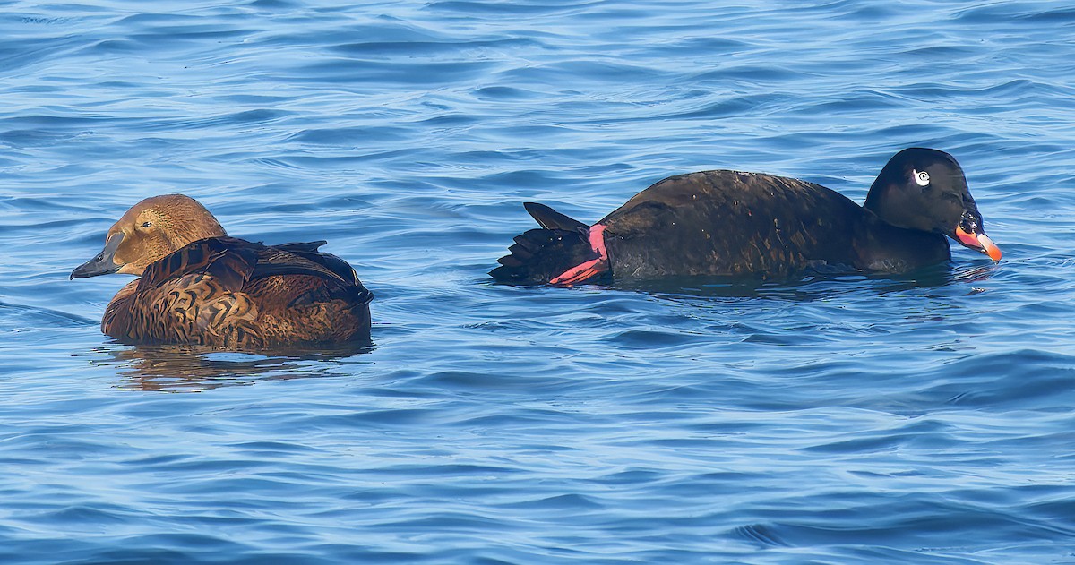 Höckersamtente - ML646029712