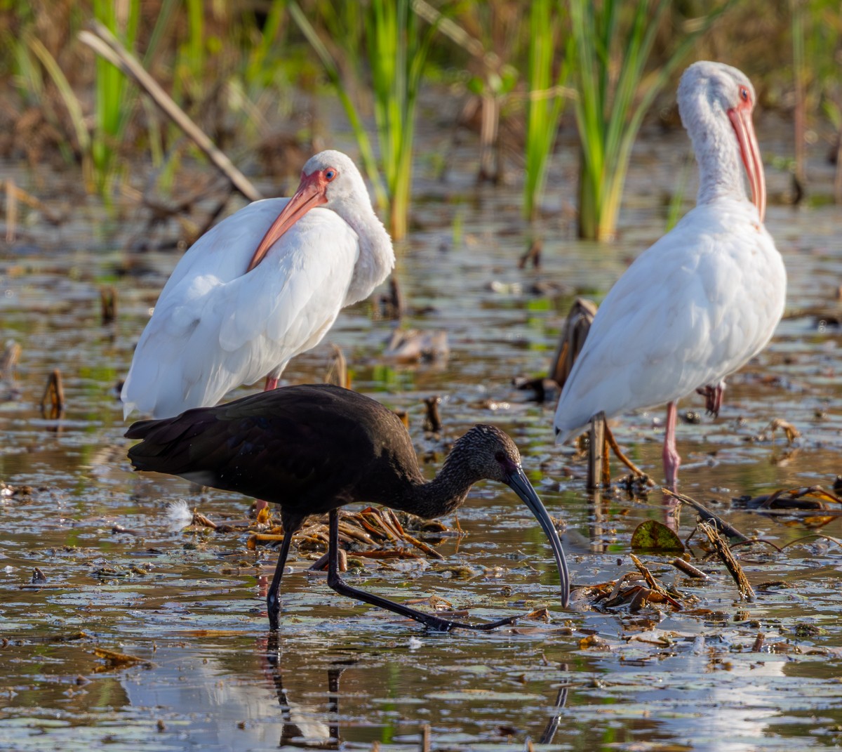 Rotschnabel-Pfeifgans - ML646029713