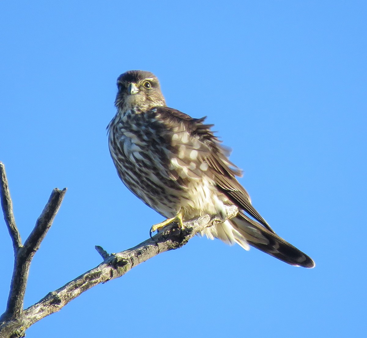 Merlin - ML646029714