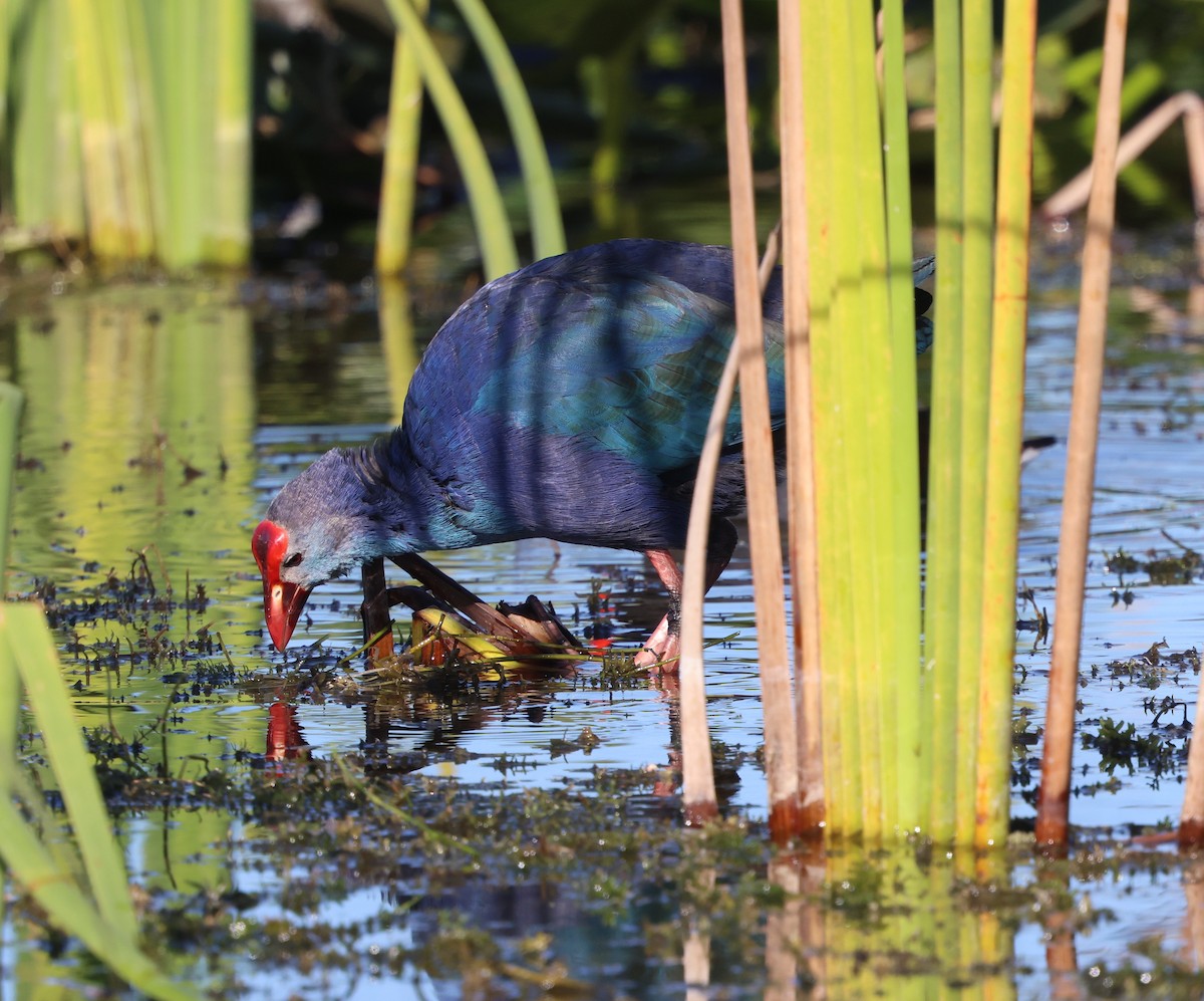 Graukopf-Purpurhuhn - ML646029716