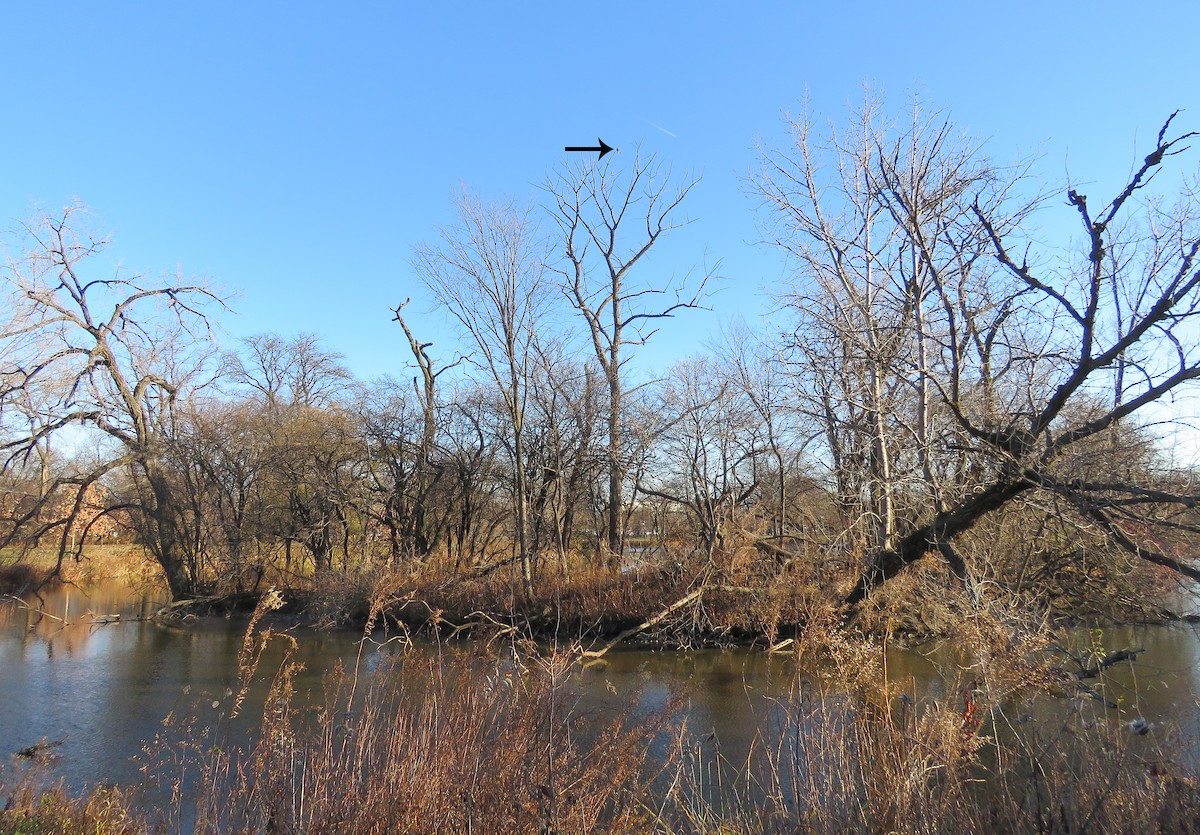 Merlin - ML646029718