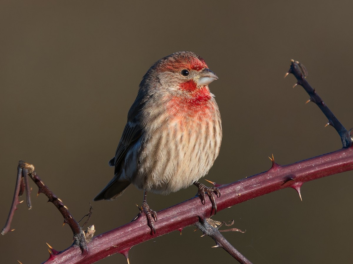 Sumpfohreule - ML646029719