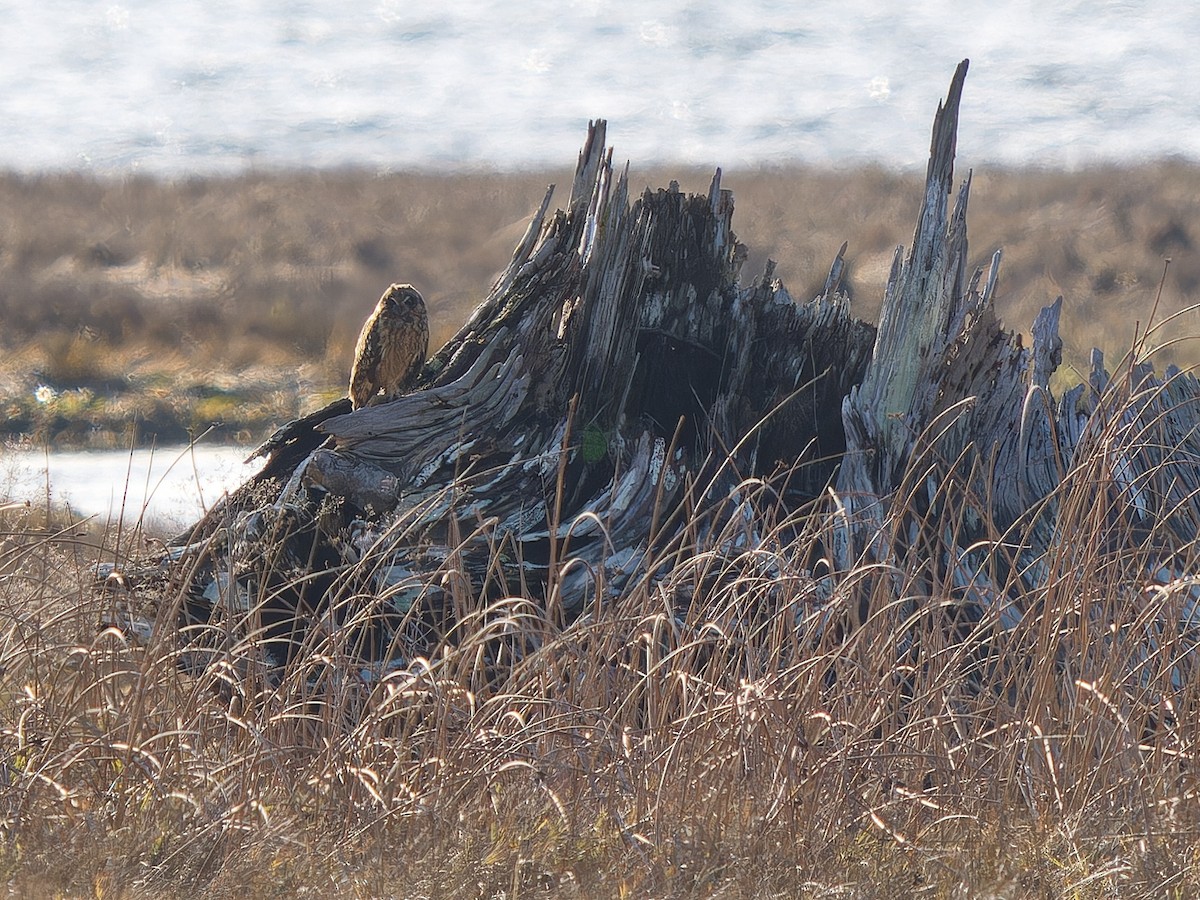 Sumpfohreule - ML646029721