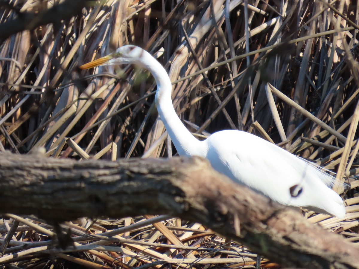 Silberreiher - ML646029725