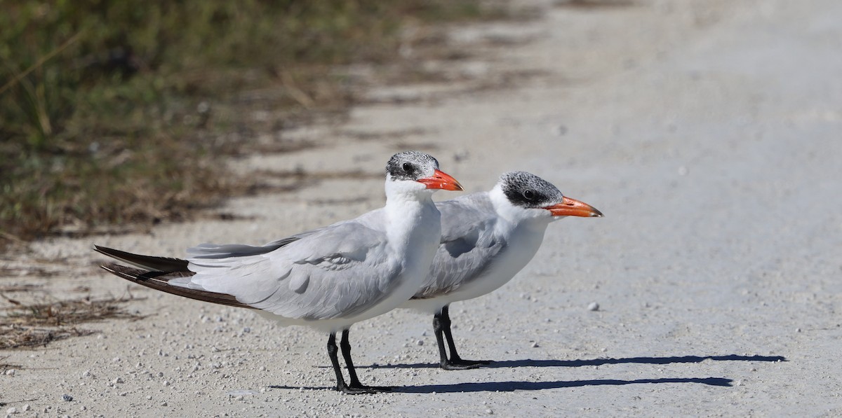 Raubseeschwalbe - ML646029727