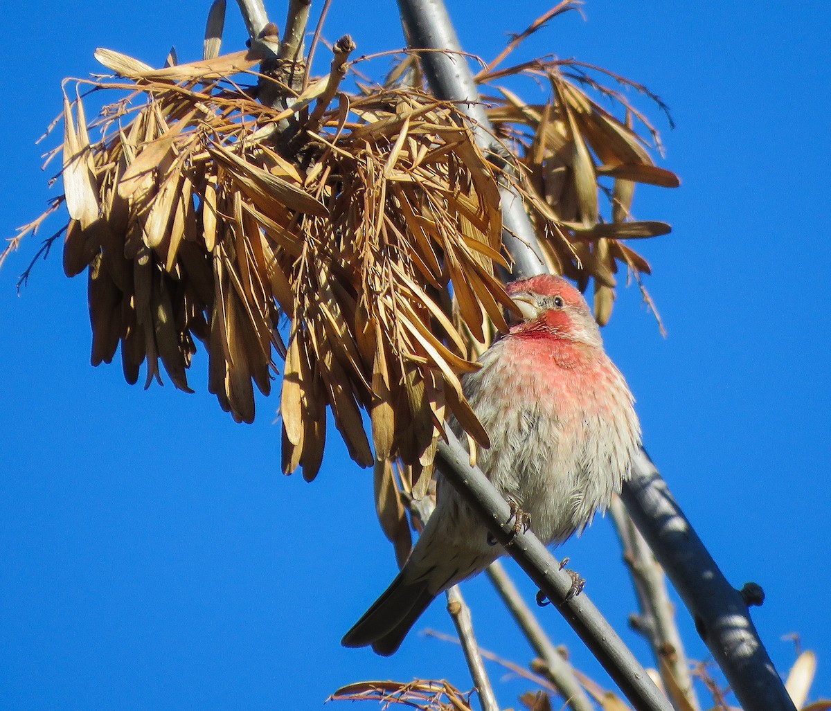 Hausgimpel - ML646029728