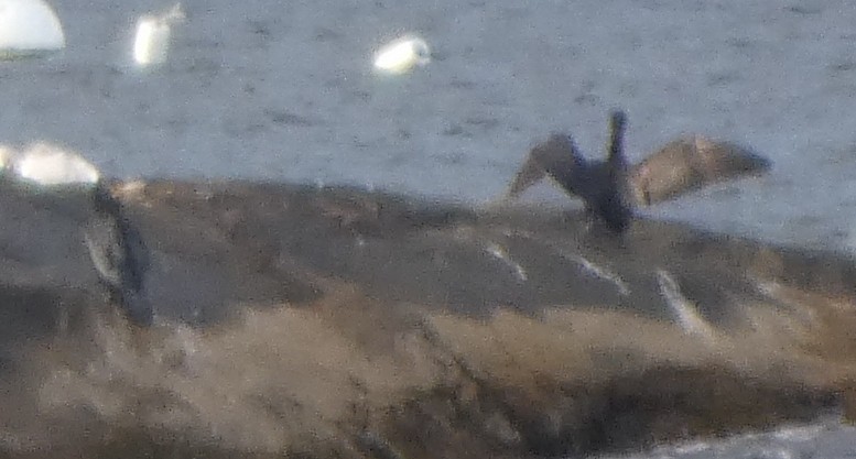 Kormoran - ML646029729