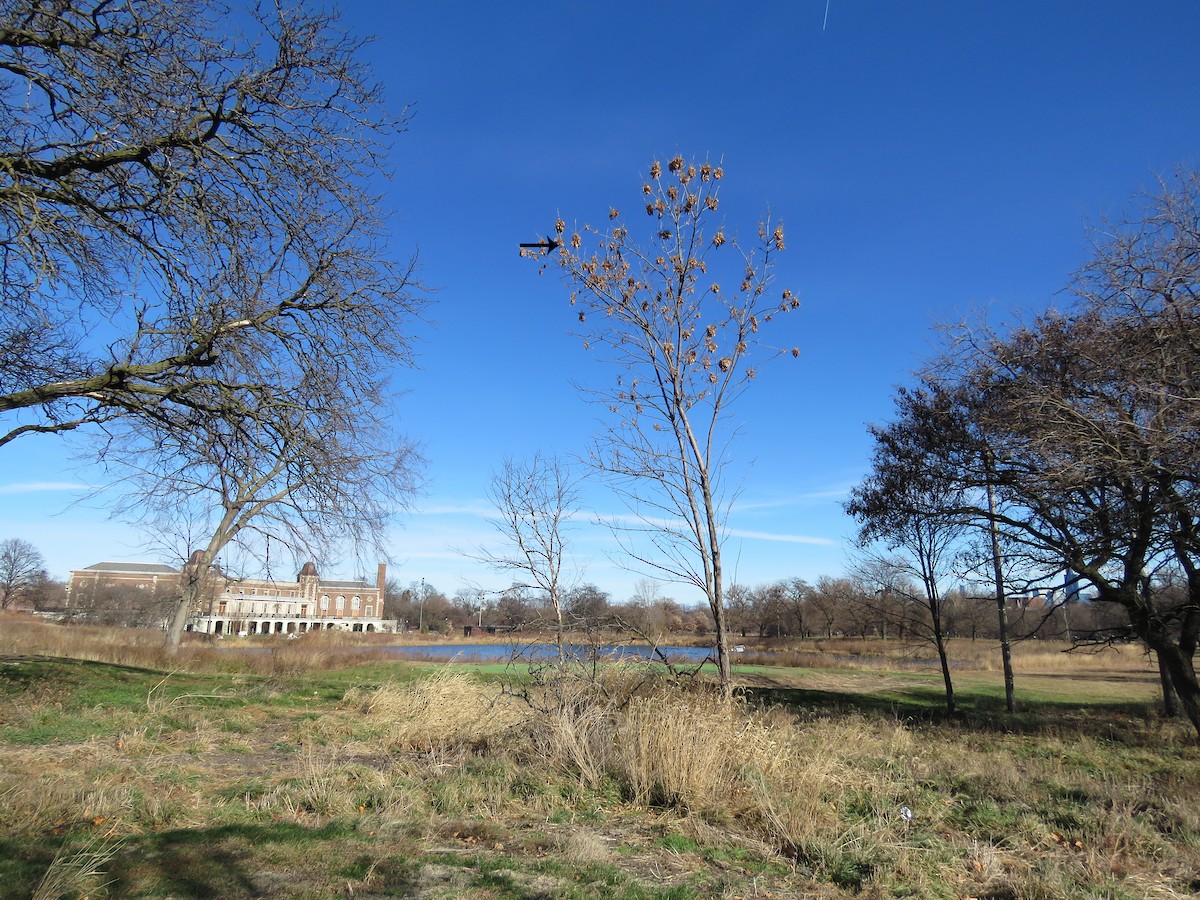 Hausgimpel - ML646029731