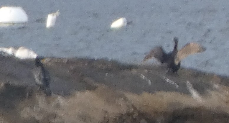 Kormoran - ML646029732