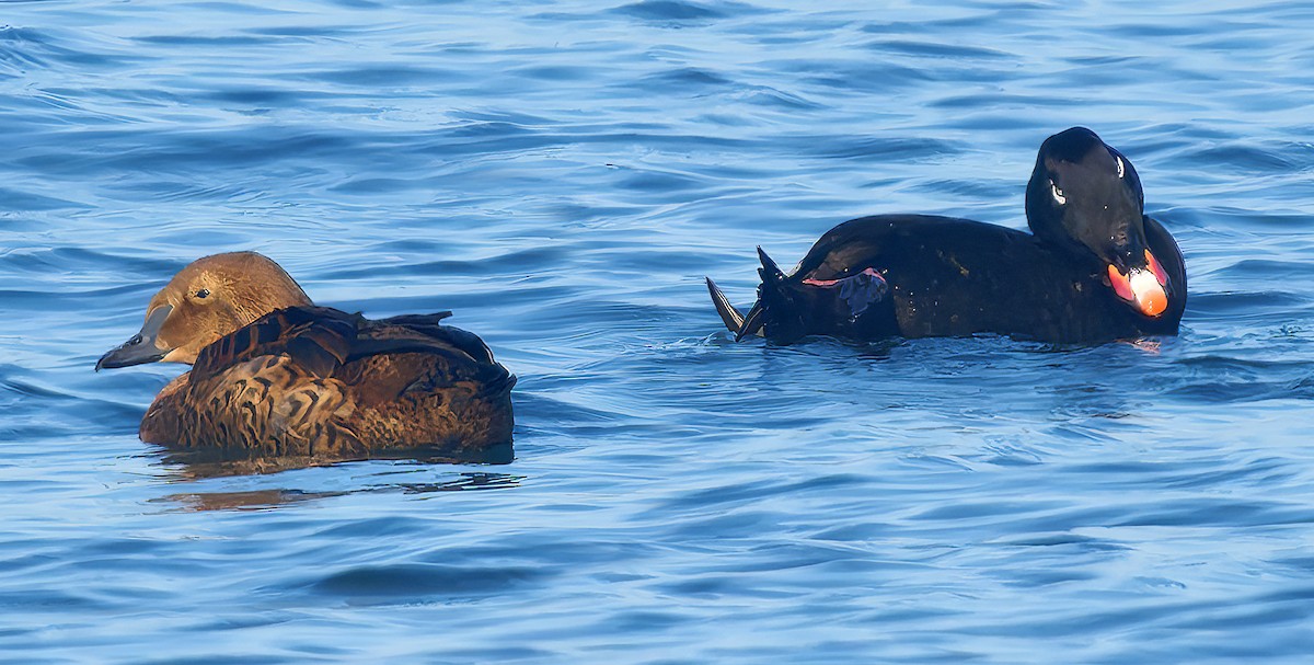 Höckersamtente - ML646029734