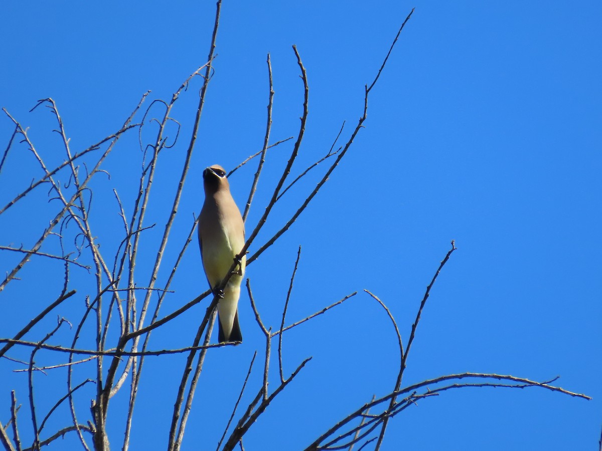 ציצנית אמריקנית - ML646029736