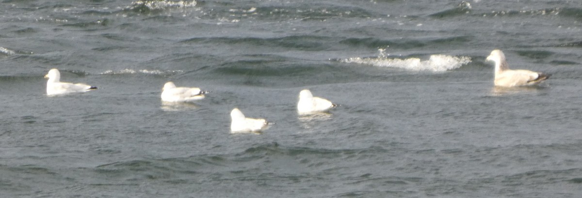 goéland ou mouette sp. - ML646029737