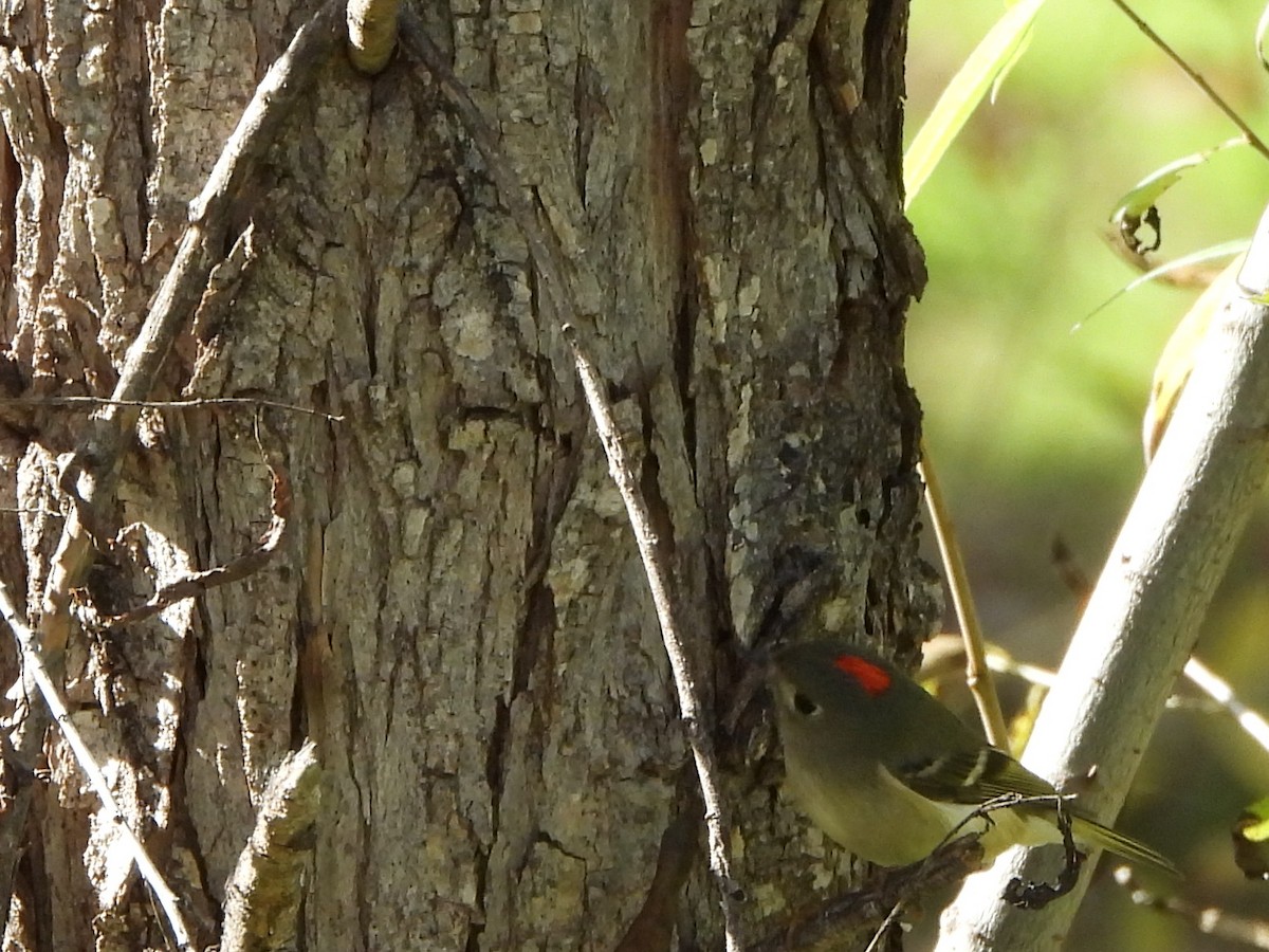 Ruby-crowned Kinglet - ML646029739