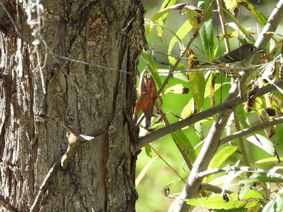 Ruby-crowned Kinglet - ML646029740