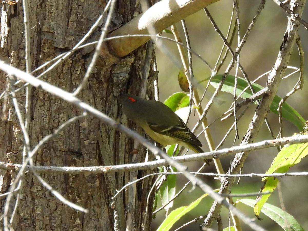 Ruby-crowned Kinglet - ML646029741