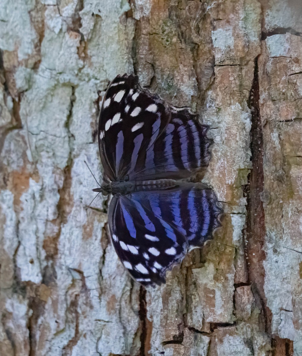 Mexican Bluewing - ML646029750