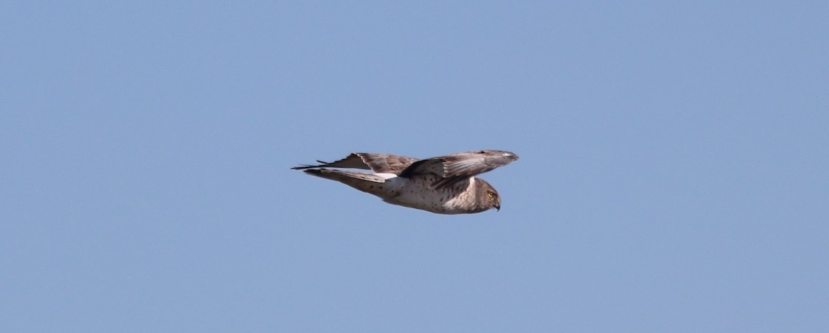 Лунь американський - ML646029751