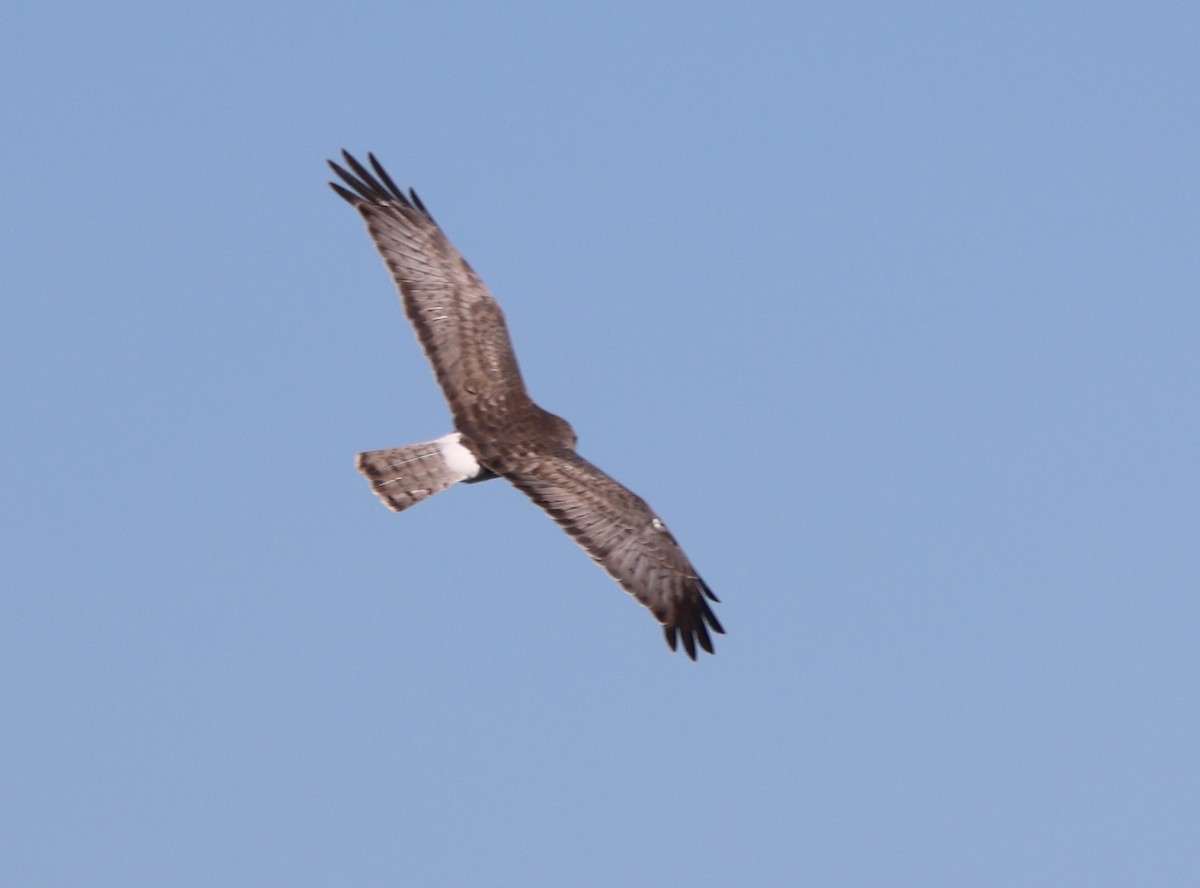 Лунь американський - ML646029752