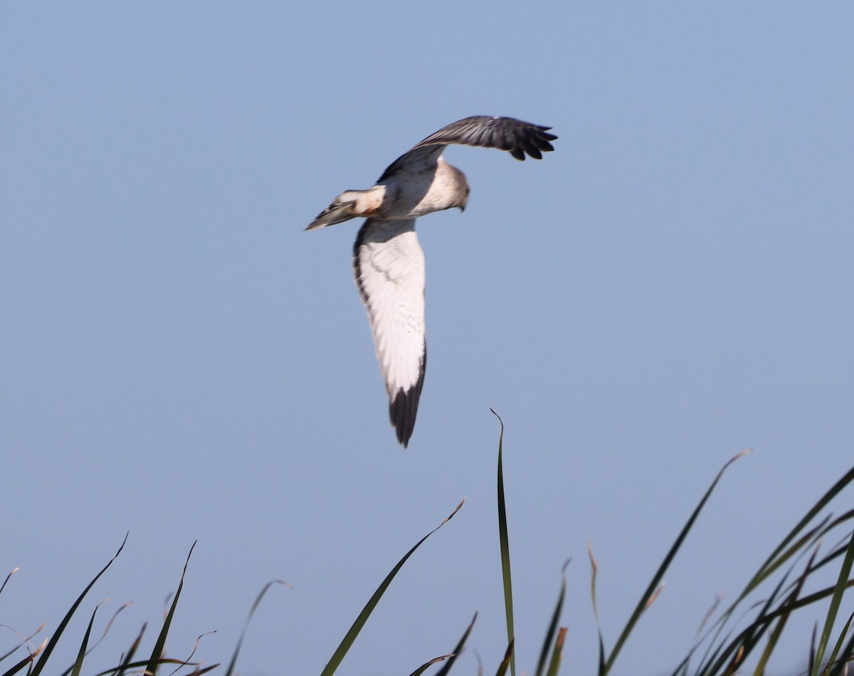 Лунь американський - ML646029754