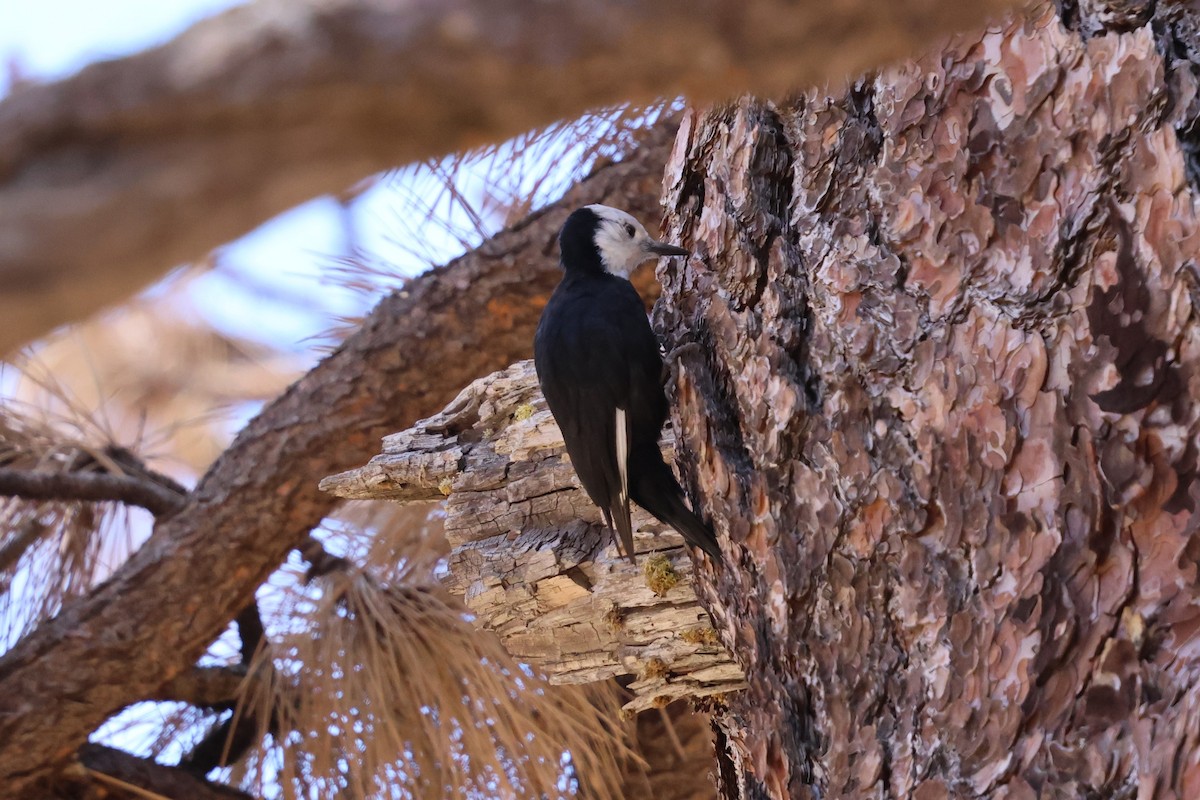 White-headed Woodpecker - ML646029756