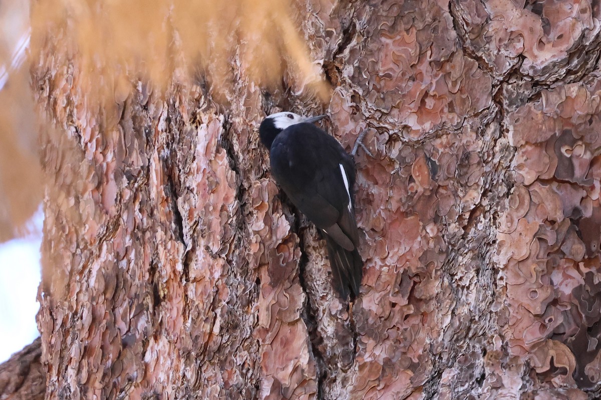 White-headed Woodpecker - ML646029757