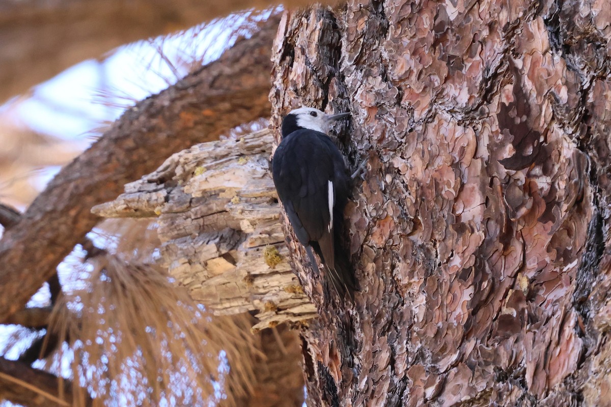 White-headed Woodpecker - ML646029758