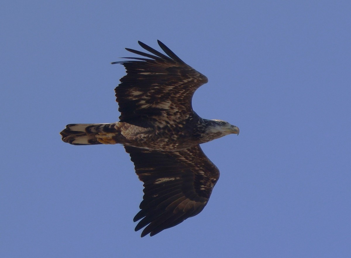 Pygargue à tête blanche - ML646029762