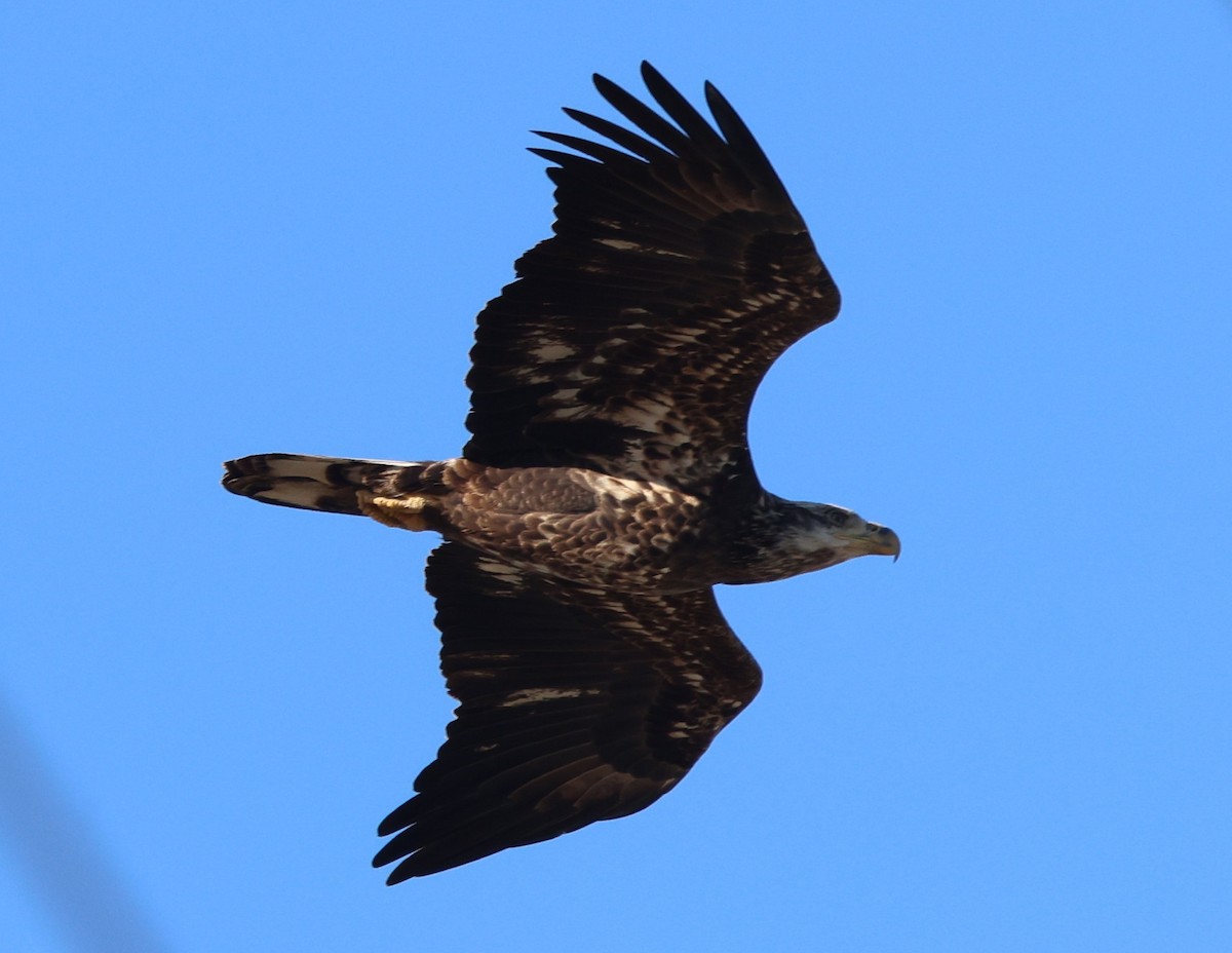 Pygargue à tête blanche - ML646029763