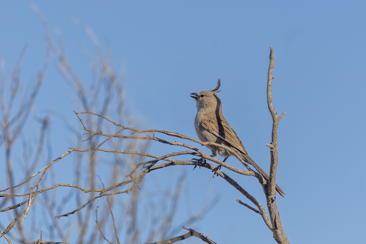 Chirruping Wedgebill - ML646029765