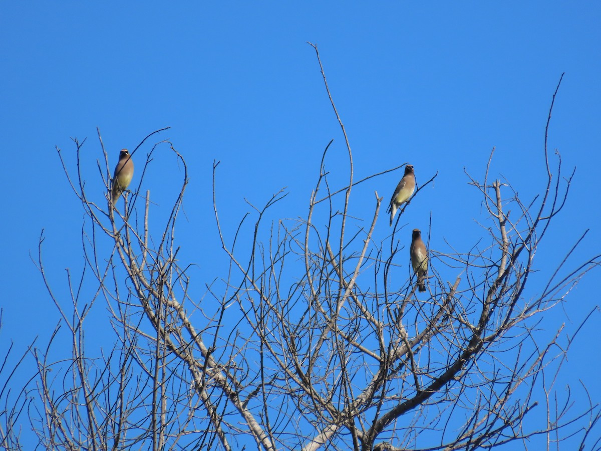 ציצנית אמריקנית - ML646029767