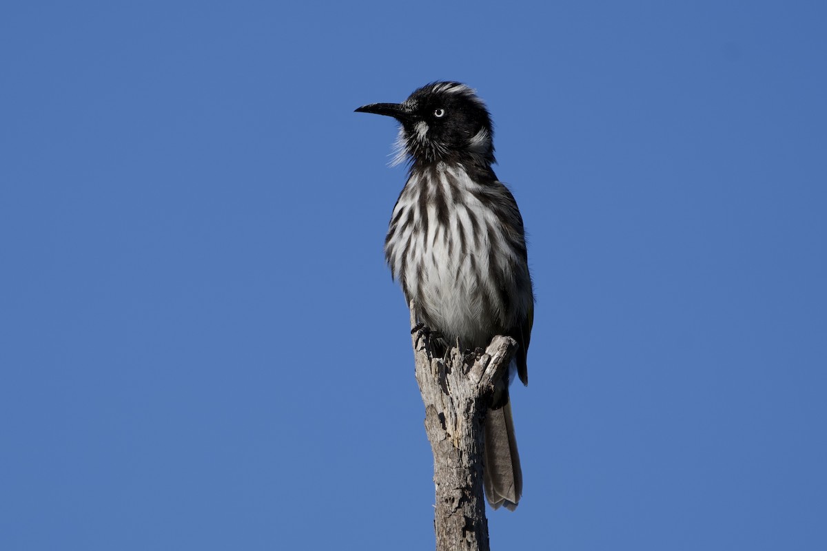 New Holland Honeyeater - ML646029768