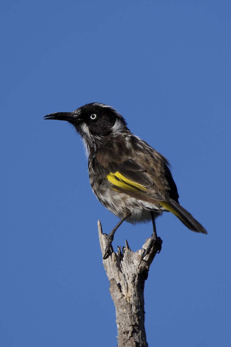 New Holland Honeyeater - ML646029769