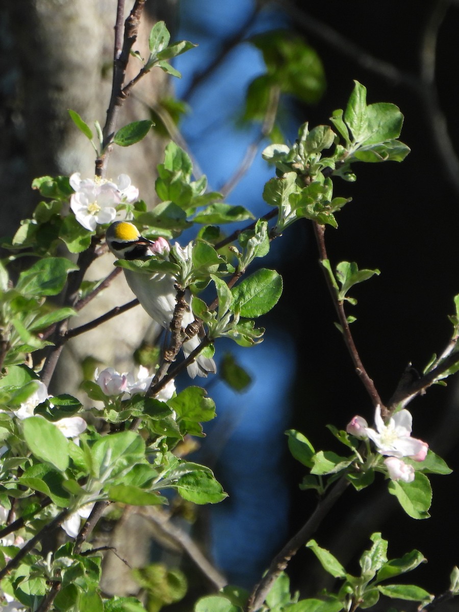 Paruline à ailes dorées - ML646029772