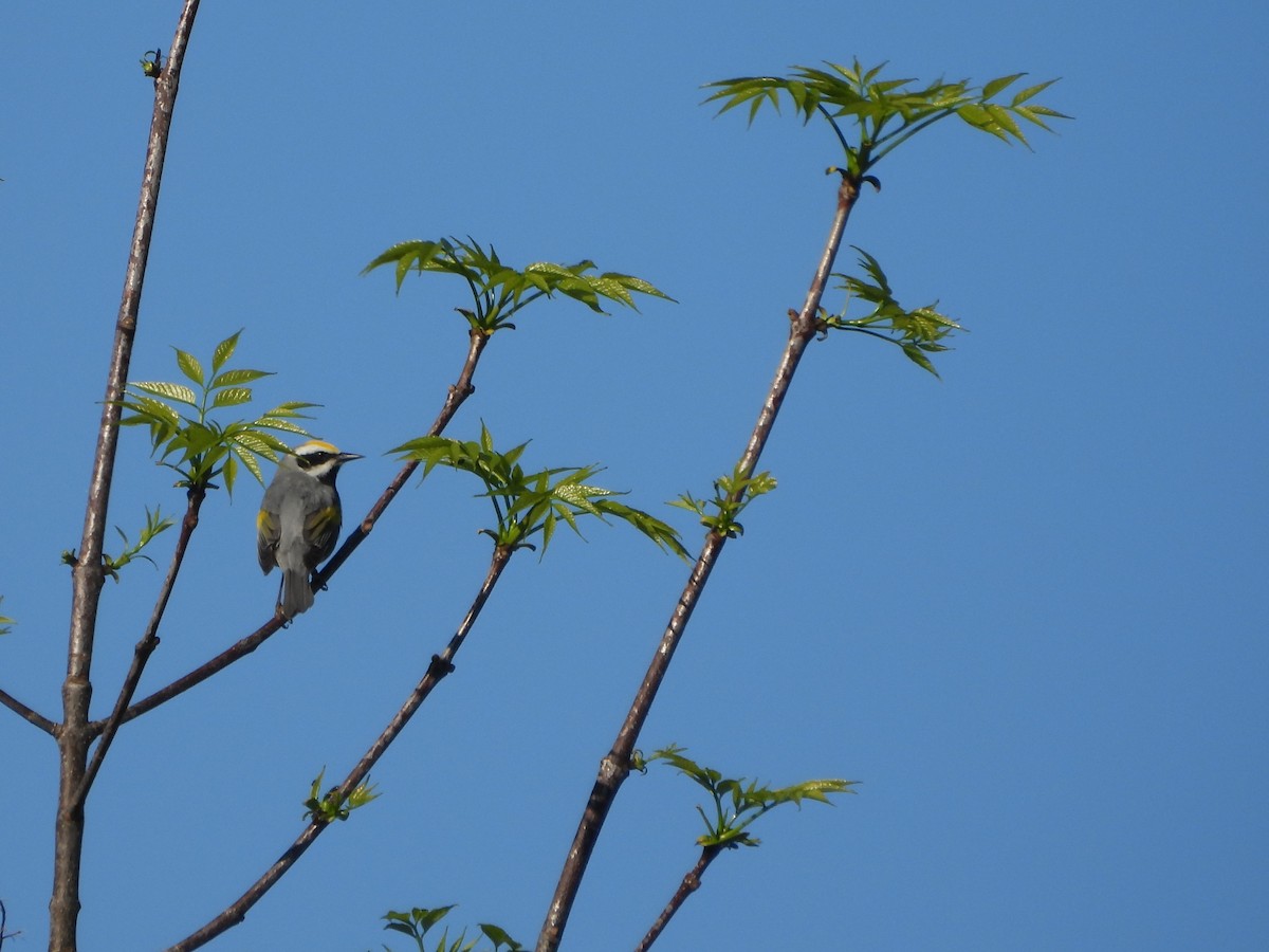 Paruline à ailes dorées - ML646029773