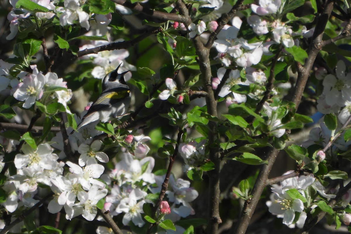 Paruline à ailes dorées - ML646029774