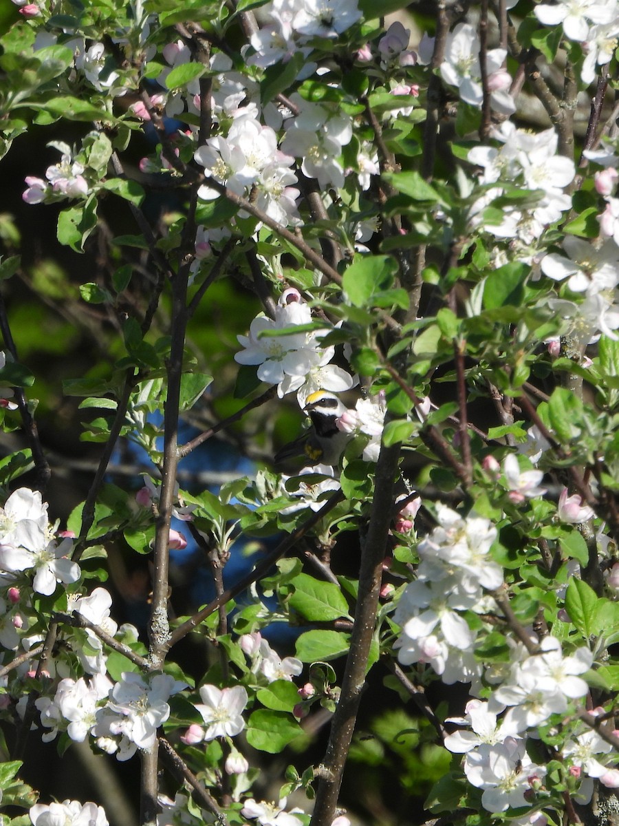 Paruline à ailes dorées - ML646029775