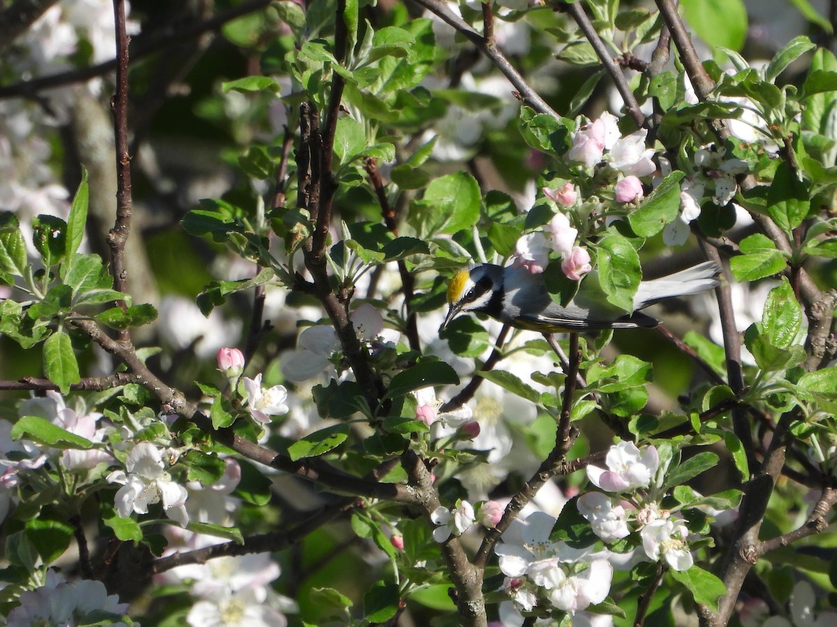 Paruline à ailes dorées - ML646029776