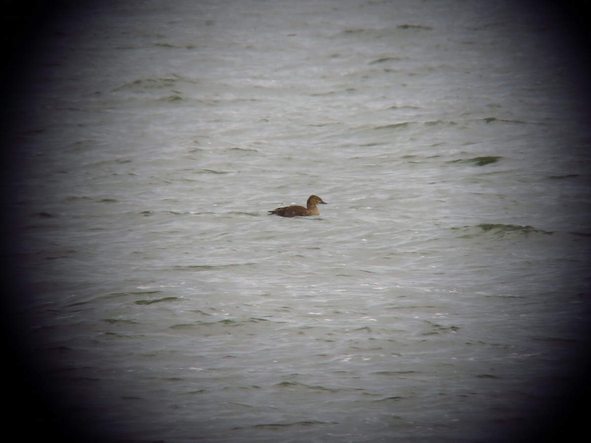 King Eider - ML646029785