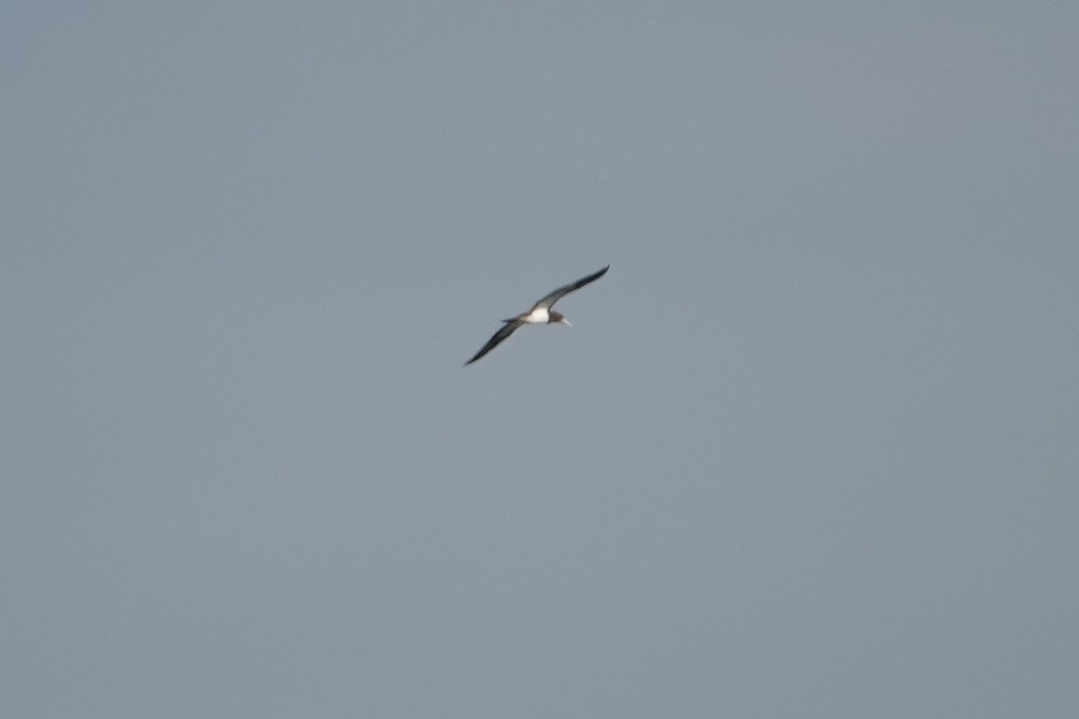 Brown Booby - ML646029787